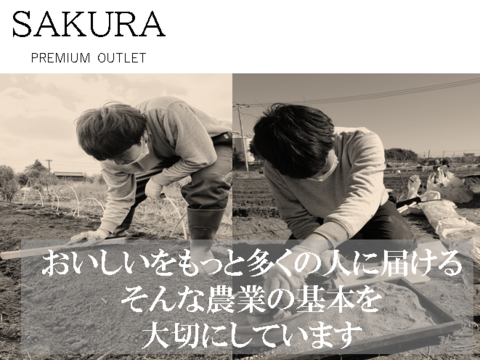 神奈川県産　茎ブロッコリー（スティックセニョール）