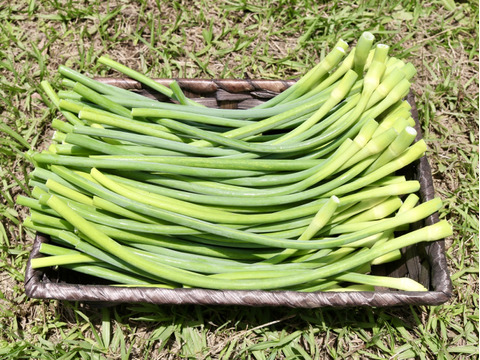 【お買い得品】国産希少！くわはら農園の8片(嘉定種)にんにくの芽　500g+100g増　農薬・化学肥料不使用　にんにくLサイズ１個おまけ付き