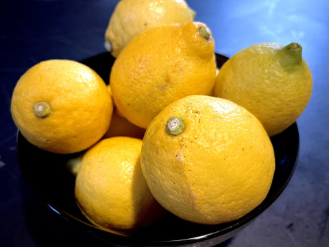 瀬戸内のレモン２kg　農薬、肥料不使用　皮まで安心して食べて頂けます。レモンピールやレモンの塩漬けにもして頂けます。
ご注文頂いてから収穫して発送いたします。