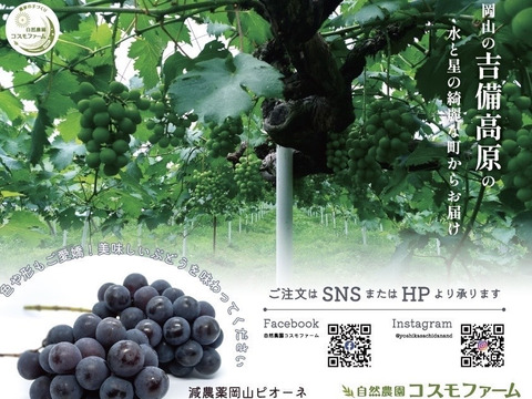 希少✨ＥＭ菌栽培✨ピオーネ🍇2個入り期間限定
農薬削減品