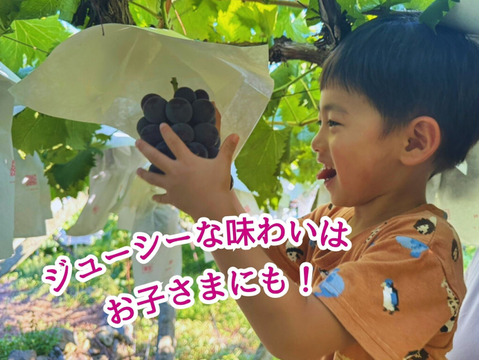 高級品種！大粒『藤稔』1kg以上 2房〜4房：山梨県産の藤稔｜食べ