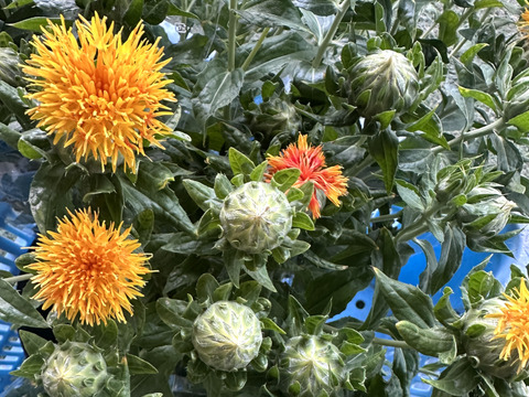【産地直送／ベニバナ、３束（１束約６本】なかなか花屋さんで出会えない元気いっぱいの希少な花ベニバナ。ふっくらとした葉の間から顔をのぞかせる、鮮やかなベニバナです。ドライフラワーにしてもオススメ！