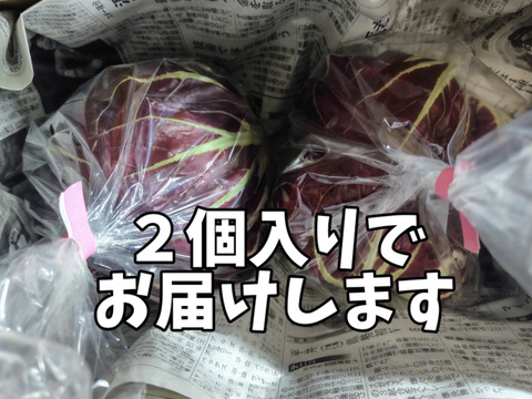 クセになるほろ苦さ！ラディッキオ（トレビス）2個