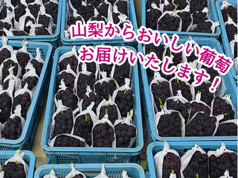 【モカ】藤稔の粒　箱込1kg弱 藤稔 1箱2kg | かんべ農園