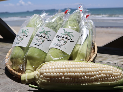 糖度20度超え!白いとうもろこし雪やこんコーン【6本】