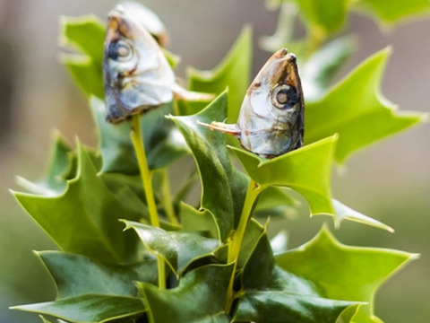 邪気払い！ ひいらぎの葉 伊勢志摩産 10g 虫食い有