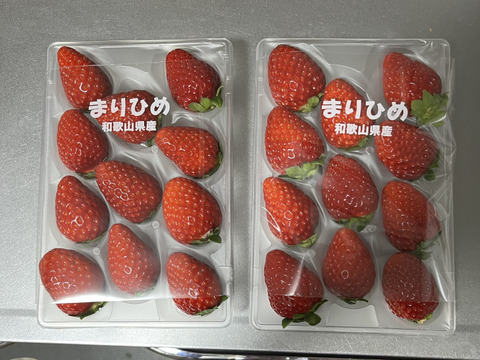 朝採りいちご　まりひめ　22粒　ゆりかーご発送