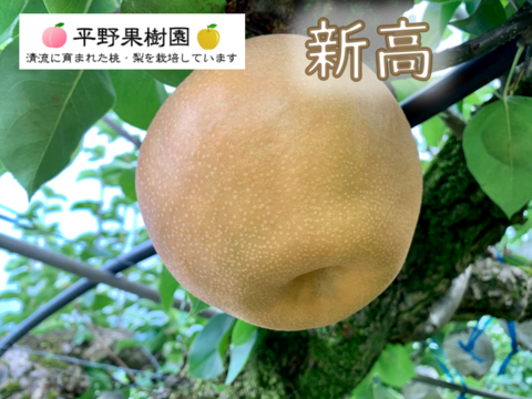 梨の王様！『清流球磨梨』新高　約10kg【5kg箱(5～14個入り)を2箱重ねてお届け】