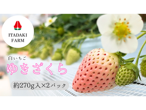 ほんのりピンクの白いちご「ゆきざくら」　８～１１玉入り約２７０g×２パック　【化粧箱でお届けします】