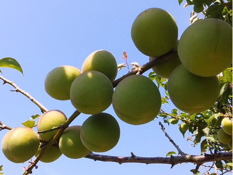 【冷凍梅】美味梅シロップ手作りレシピ進呈中！(2㎏)和歌山産