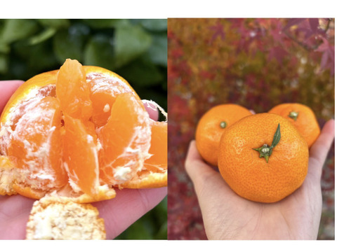 限定♪【柑橘食べ比べ🍊】〔 訳アリ 小玉SS～Ｍ〕味が濃い！瀬戸内育ち 石地みかん４㎏ / オレンジ香るブランド柑橘 はれひめ３㎏： 計７kg🍊離島より直送します！