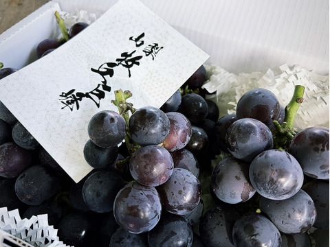 今年度最終出荷❗✨山梨県 巨峰の町✨ 牧丘町【紫黒色の宝石】【最高峰牧丘の巨峰】1kg～2kg