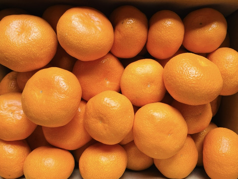 【贈答用】濃厚 真穴（まあな）産 早生みかん  サイズ混合 2S～Lサイズ 5kg  数量限定（サイズ指定不可）