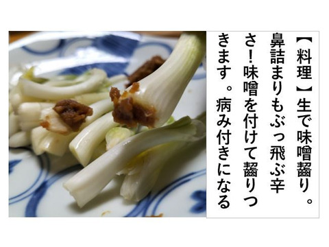 セリ、アサツキ、春菊のセット＜セリ200g/アサツキ200g/春菊500g＞ 【冬ギフト】