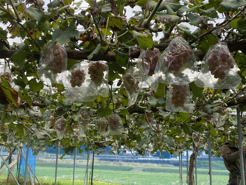 上品な香り！赤いマスカット「マスカットビオレ」（訳あり・2kg箱）