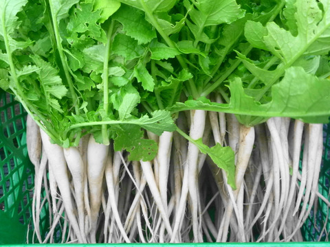 今が旬！葉っぱの力！大根葉１ｋ～農薬/化学肥料・不使用