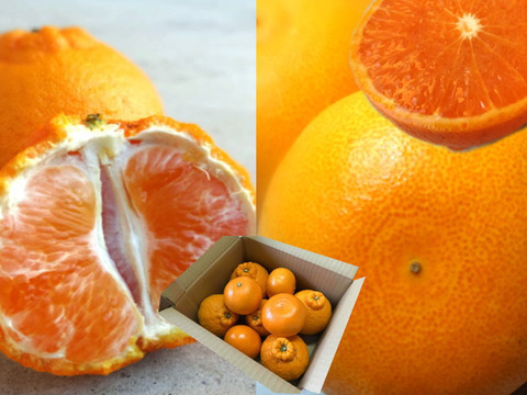 【数量限定★極上の食べ比べ】🏆みかん柑橘グランプリ2026最高金賞含む最多４部門受賞の「木熟せとか」＆店長イチ押しの高糖度しらぬい「甘熟デコ」　サイズ混合　お試し品　約2.25ｋｇ【415-225k】