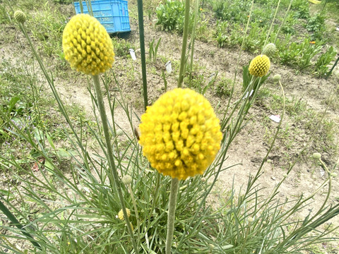 【10本、40㎝】クラスペディア〜黄色いまんまるいのがキュートで可愛い〜