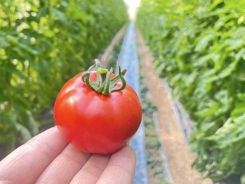 丸ごとトマト果汁『垢田トマトゼリー』(プチギフト、お試し用)145g×3P
数量限定