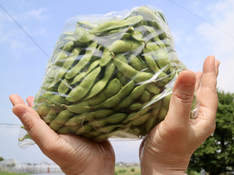 新潟の朝採り枝豆！初夏の早生品種 2Kg袋