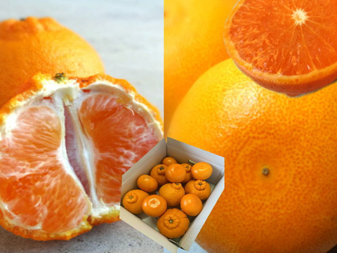 【数量限定★極上の食べ比べ】🏆みかん柑橘グランプリ2026最高金賞含む最多４部門受賞の「木熟せとか」＆店長イチ押しの高糖度しらぬい「甘熟デコ」　サイズ混合　お試し品　約3.25ｋｇ【415-325k】