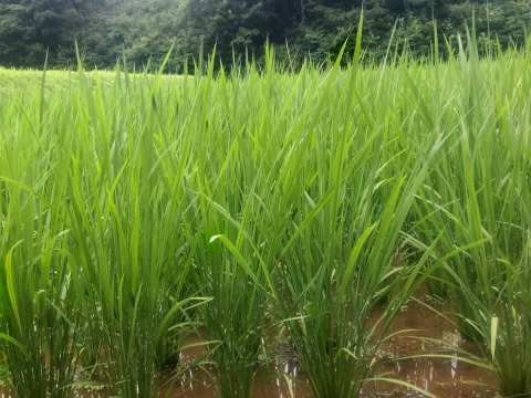 農薬化学肥料不使用！Ｒ７年産『タキタテ』白米うるち真空パック１ｋｇ×３ｐ　信州佐久穂産