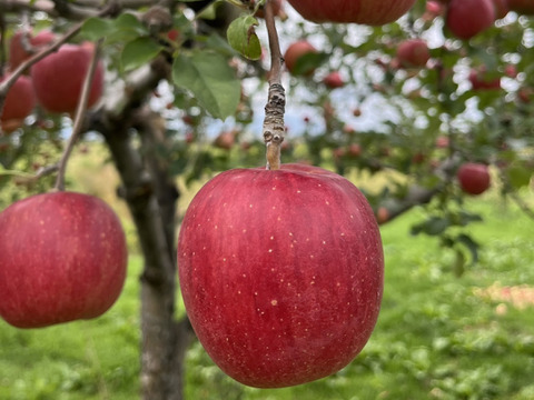 【短期間販売】甘さたっぷり！シナノスイート　3kg