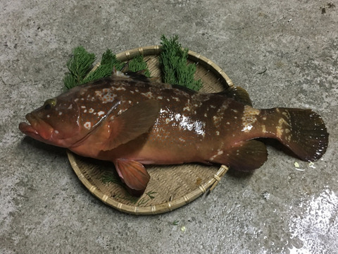幻の魚 ｱｺｳ（ｷｼﾞﾊﾀ）5〜700g／2匹