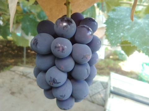 フルーツ王国やまなしの濃厚な巨峰（1㎏約2房）