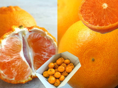 【数量限定★極上の食べ比べ】🏆みかん柑橘グランプリ2026最高金賞含む最多４部門受賞の「木熟せとか」＆店長イチ押しの高糖度しらぬい「甘熟デコ」　サイズ混合　お試し品　約5kg【415-5k】