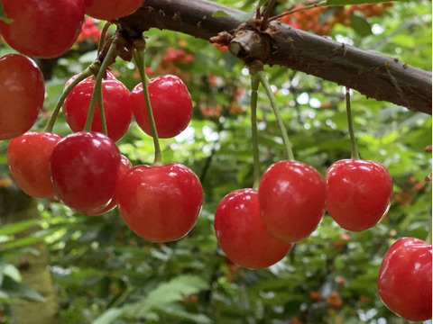 さくらんぼ食べ比べ🍒7品種から旬の2品種をお届け！佐藤錦や紅秀峰など品種はおまかせ🍒