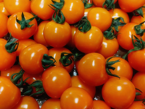 プチプチ食感！オレンジミニトマト：京都府産のトマト｜食べチョク