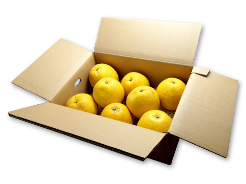 【予約】河内晩柑〈家庭用・優品〉約9kg　※発送は4月上旬頃～