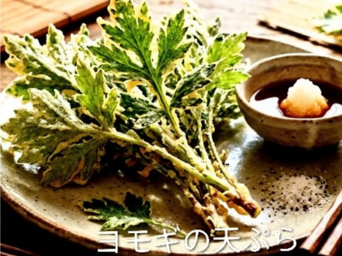 ヨモギ🌿よもぎ🌿蓬🌿生葉15本以上、約60g🌿上から15cmの柔らかいヨモギ🌿和ハーブ「ハーブの女王」ビタミンK鉄分クロロフィル☆畑横の人が通らない林☆お試し用☆メール便📩発送