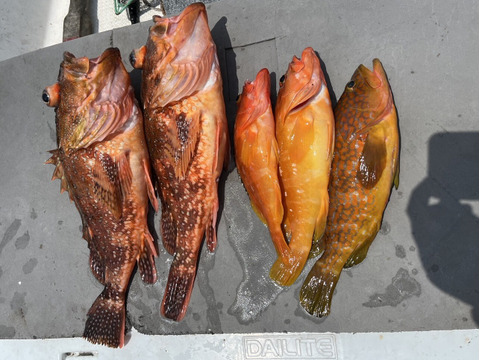 明日朝まで限定！捕れたて！アコウ・アカハタ・カサゴ 約3.5kgオーバー 長崎県対馬市(内臓・鱗処理済)