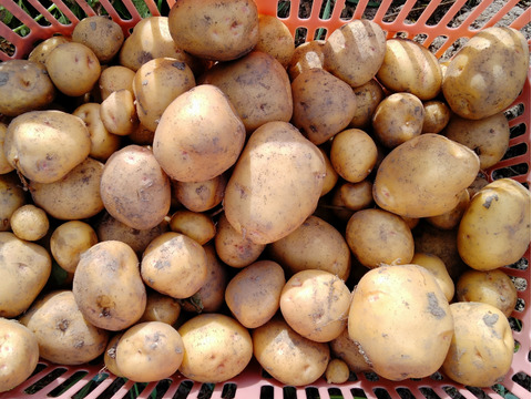 やっちゃん農園のキタアカリ３キロ