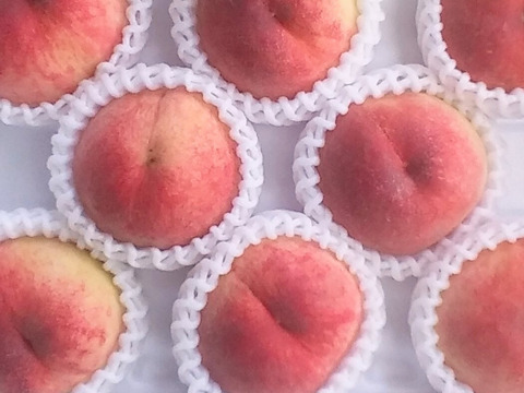 予約【規格外】白鳳桃糖度11度(2㎏箱詰め)和歌山産