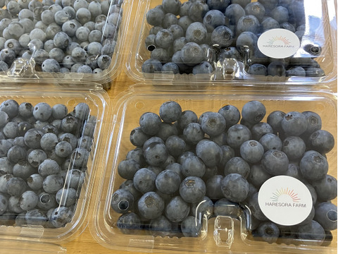 【父の日ギフト】　極早生品種　食べ比べ！　摘みたてブルーベリー500g！【埼玉県産】※生食用　品種はお任せいただき、発送直前に収穫します。