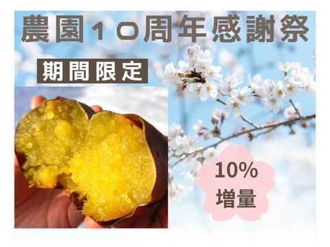 【今季最終★10%増量】石窯焼き芋★とろ甘蜜芋！熟成シルクスイート（約1kg）