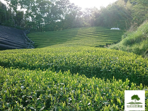 ３種の和茶ギフト　和紅茶・緑茶・ほうじ茶セット　農薬・肥料不使用加茂自然農園のお茶