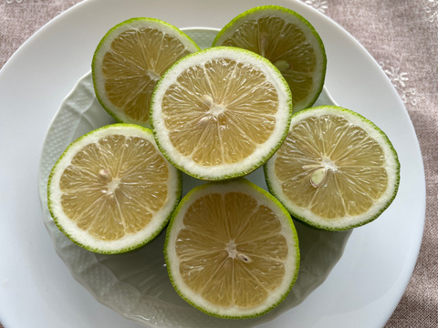 -爽やか芳醇-  グリーン『ATAMI de LEMON®』4Kg〔秀・優〕この季節だけの期間限定