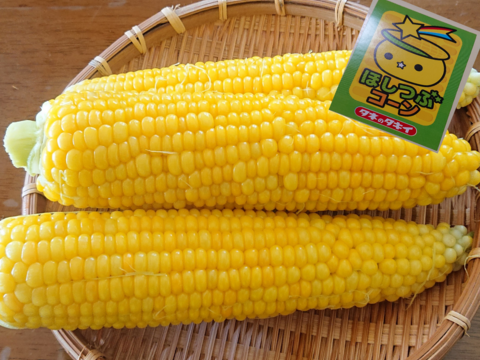 「一度お試しあれ！」　12本　あま～～い！！　【トウモロコシ】　✩ほしつぶコーン✩　　艶やかイエロー　【朝どれ】【夏ギフト】