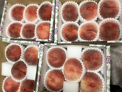 【贈答用】品種おまかせ♪7月の桃詰め合わせ1.5kg