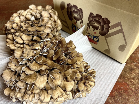 香り高い！圧倒的なボリューム感の『まいたけ』　（ご家庭用・贈答用　2株　1.2㎏超え）