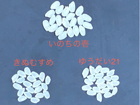 【超特栽❣️新米】いのちの一粒（品種名:いのちの壱）白米。甘くてモチモチ、香り良い極大粒“米王👑”‼️ 《超特別栽培》令和7年産能勢天神米《2kg真空パック》保存クリップ付。