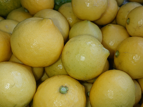 【静岡県産】日本平バレンタインライム8個から10個入り「期間限定」