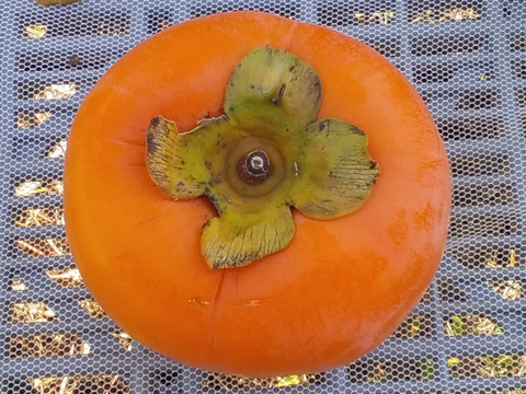 2種組合せ【田口みかん】➕【富有柿】4K和歌山産