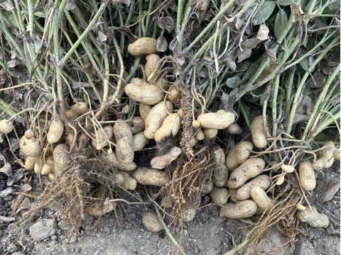 千葉県産生落花生おおまさり箱込み5kg 生落花生 おおまさり 箱込み1kg 千葉県産 ゆで落花生 7 - メルカリ