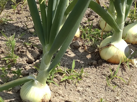 【農薬不使用 新玉ねぎ３kg】 農薬、除草剤、化学肥料等不使用 ☆玉ねぎ３キロ（80サイズ段ボールにほぼ満杯分です）☆農薬、除草剤、化学肥料不使用（葉の部分はお付けいたしません）