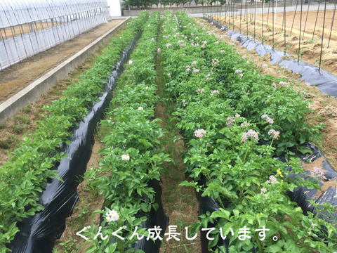 農薬・除草剤・化学肥料不使用 訳ありじゃがいも キタアカリ 1kg 石川県産